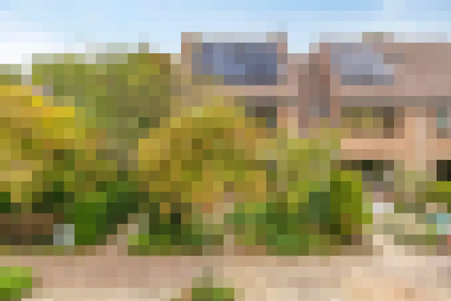 Droogbloem 1 Castricum thumbnail 33