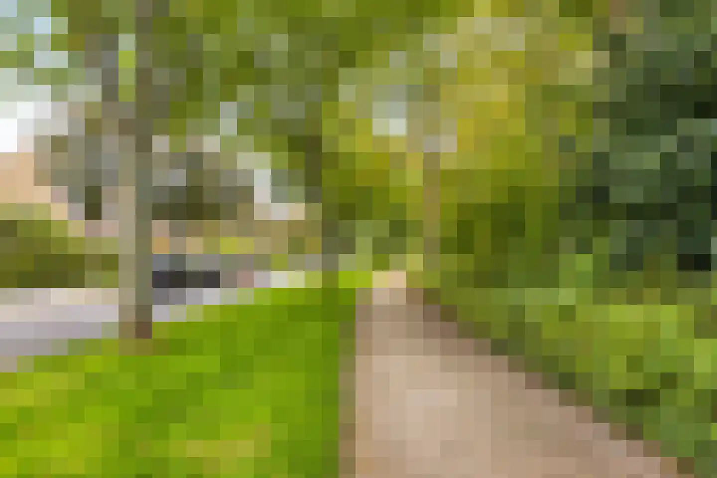 Droogbloem 1 Castricum thumbnail 34