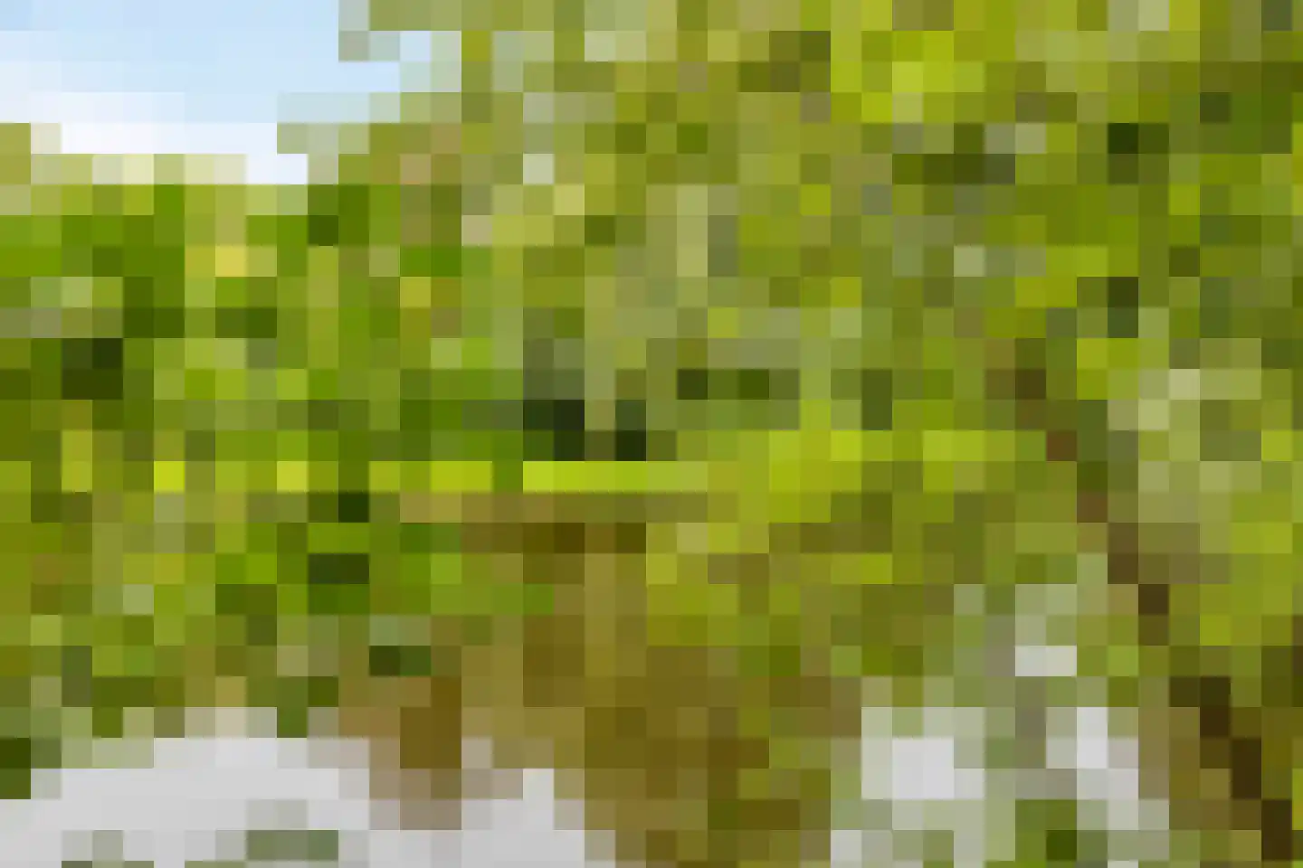 Droogbloem 1 Castricum thumbnail 35