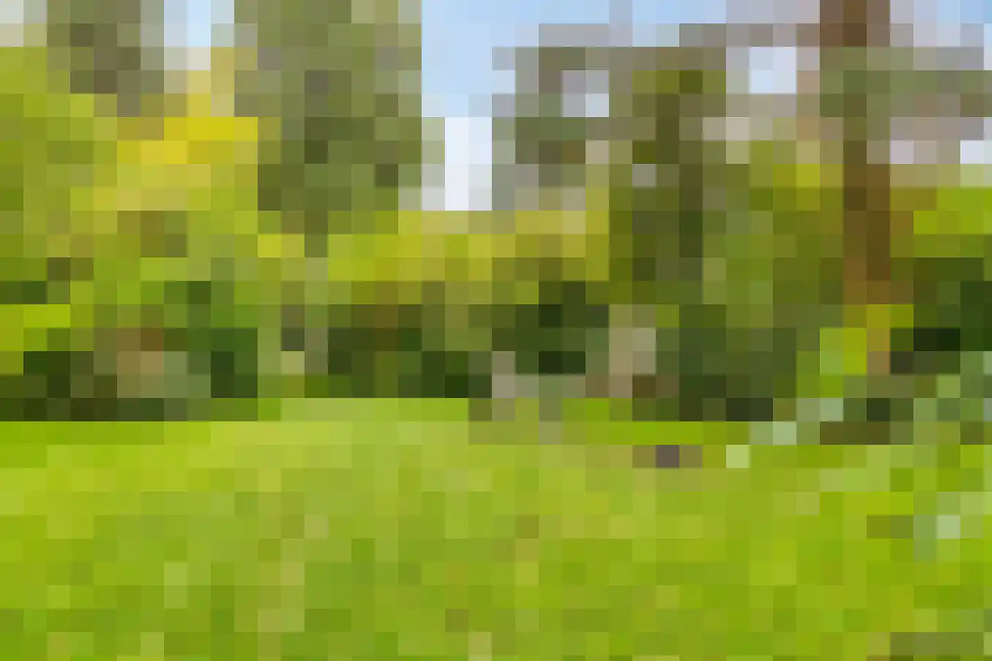 Droogbloem 1 Castricum thumbnail 36