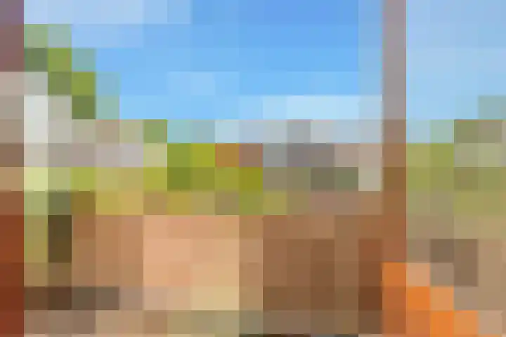 Droogbloem 10 Castricum thumbnail 29