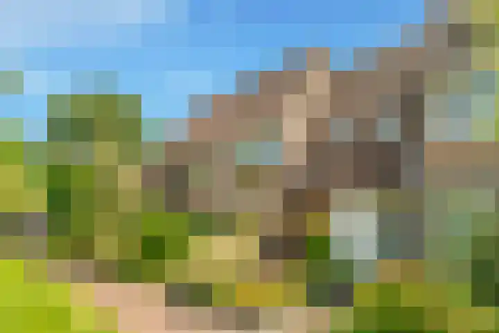 Droogbloem 10 Castricum thumbnail 5