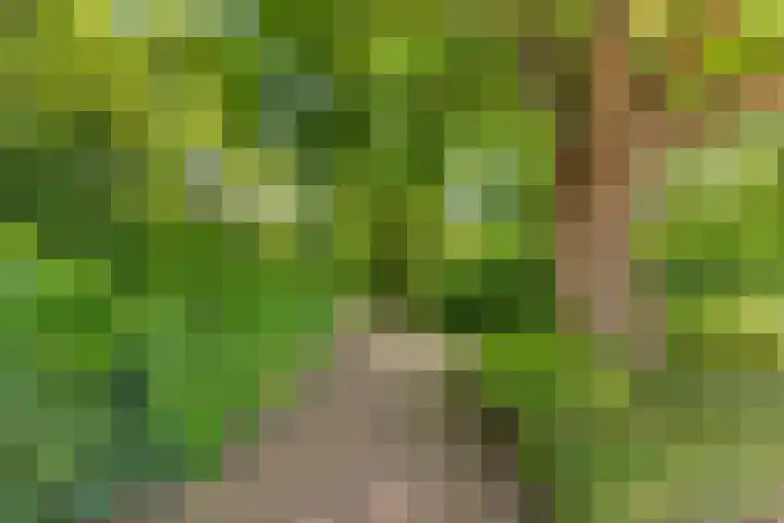 Droogbloem 10 Castricum thumbnail 53