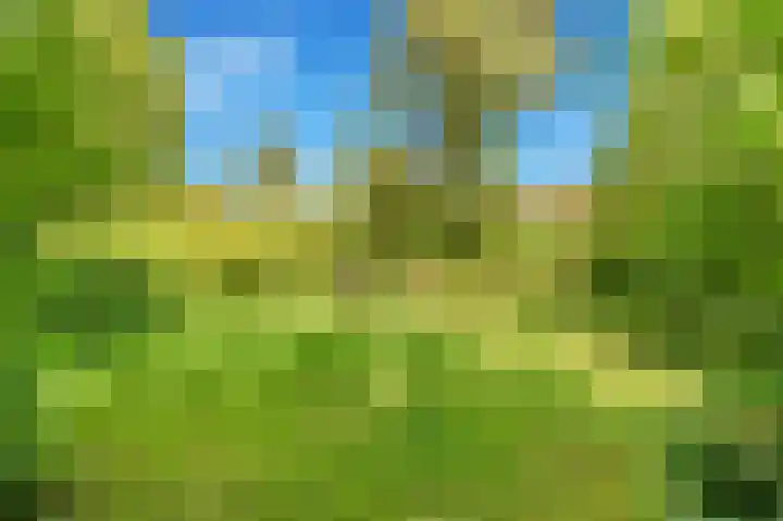 Droogbloem 10 Castricum thumbnail 54