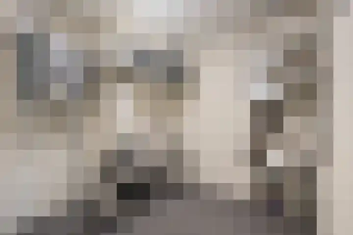 Drooghe Bol 2015 Julianadorp thumbnail 19