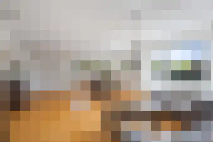 Drooghe Bol 2015 Julianadorp thumbnail 8