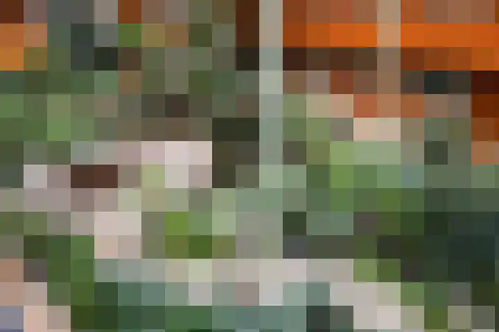 Drooghe Bol 2020 Julianadorp thumbnail 25