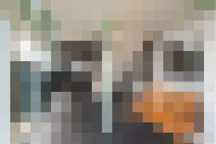 Drooghe Bol 2029 Julianadorp thumbnail 4
