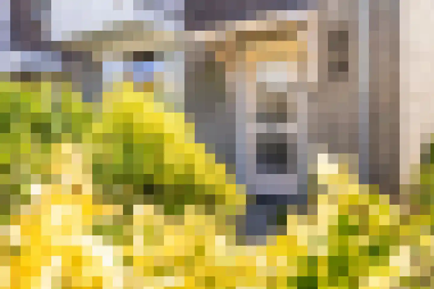 Dross van Zuenestraat 2 Elsloo thumbnail 10
