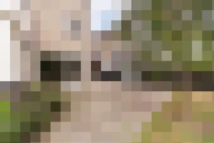 Drossaard 21 Uden thumbnail 38
