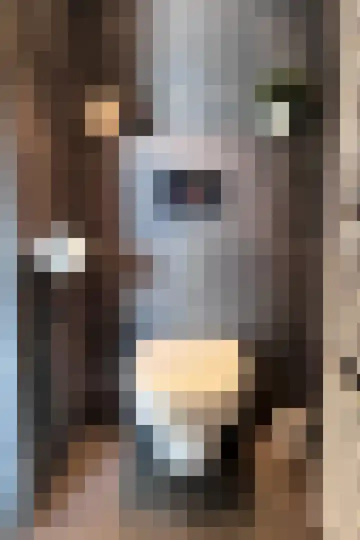 Drossaardstraat 4 Geldrop thumbnail 31
