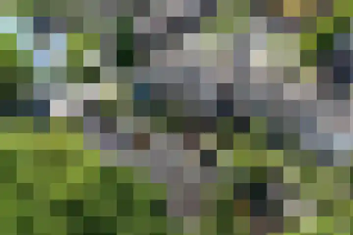 Drostendiep 21 Zaandam thumbnail 50