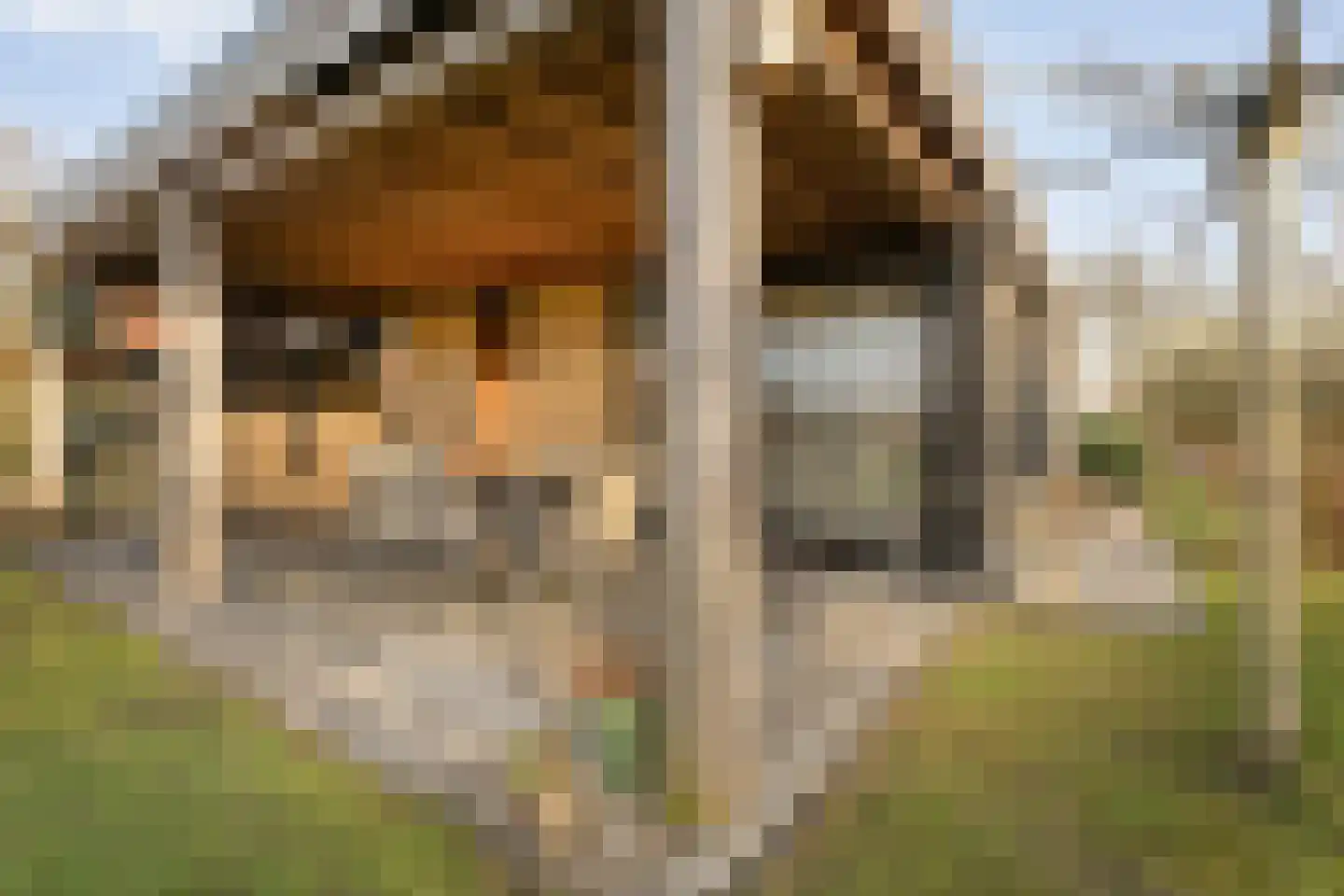 Drosteweg 19 Saasveld thumbnail 26