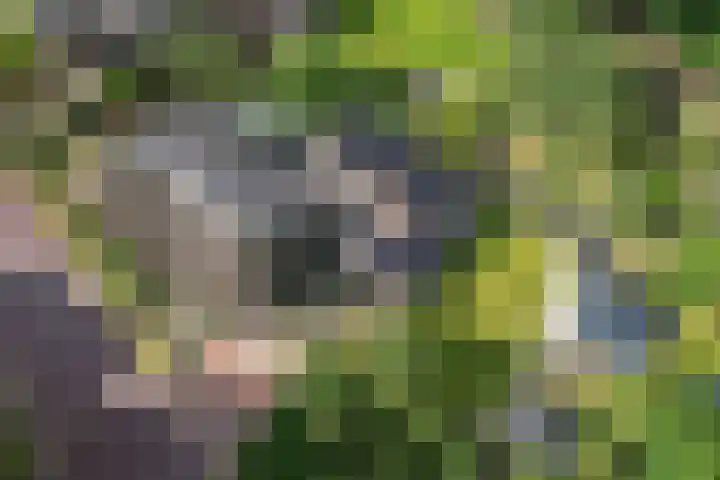 Drouwenerstraat 5 Borger thumbnail 37