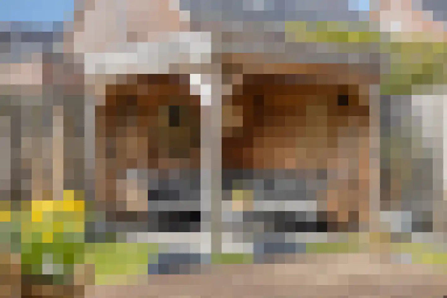 Druifheide 7 Helmond thumbnail 41