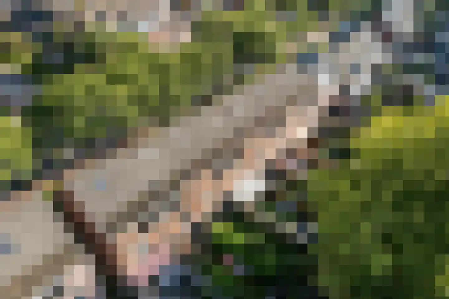 Druivegaarde 19 Nieuwegein thumbnail 22