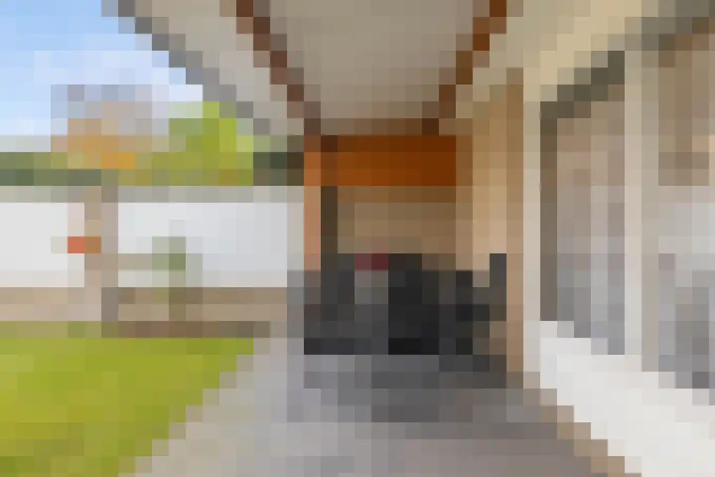Druivelaar 2 Veghel thumbnail 35