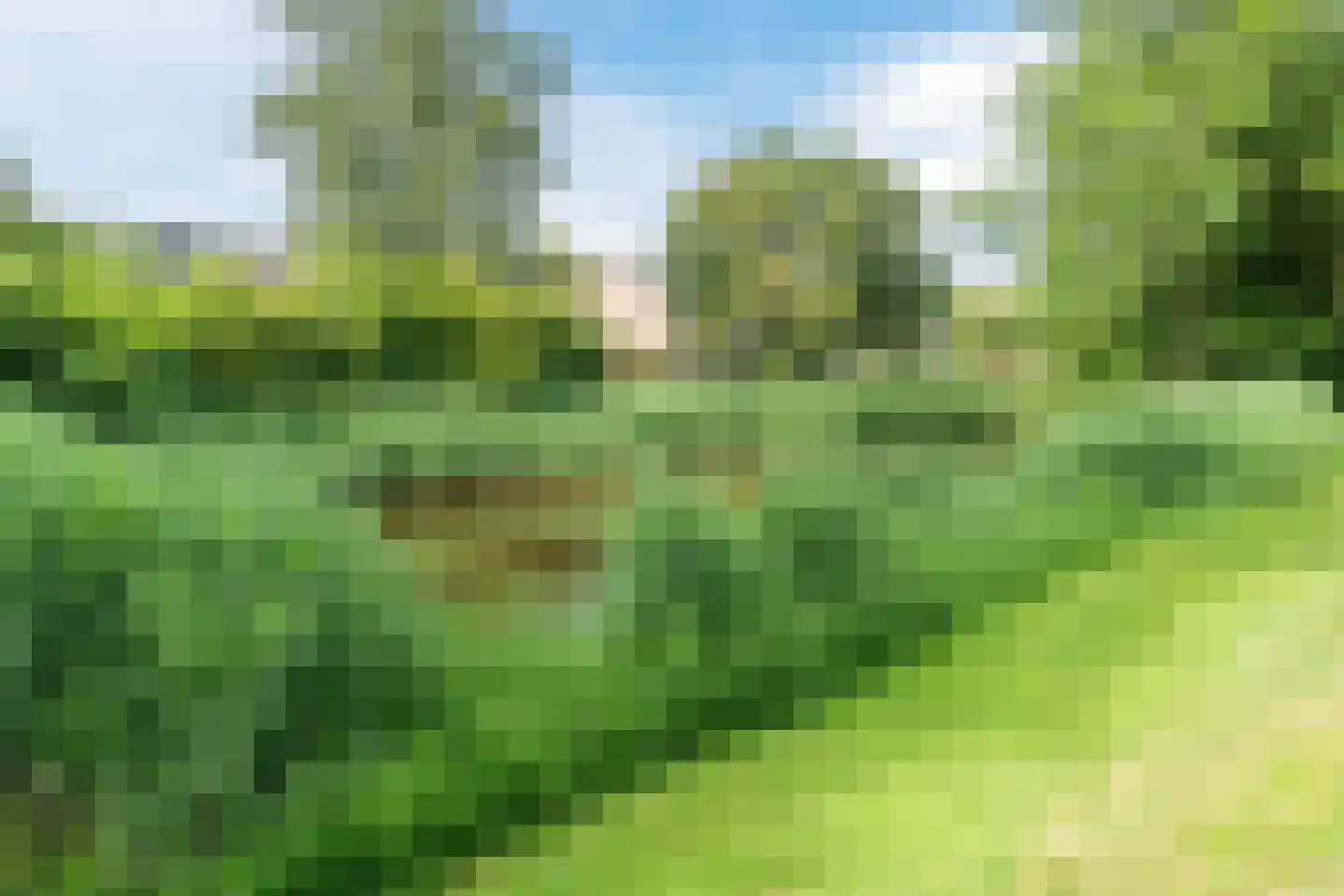 Druivelaar 2 Veghel thumbnail 44