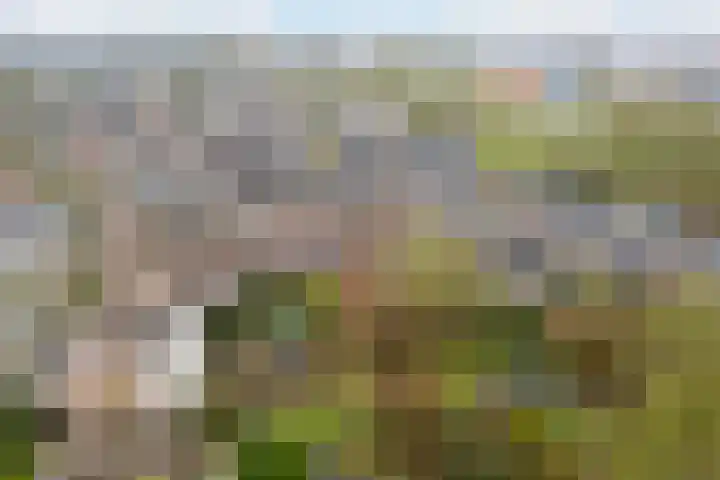Druivengaard 8 Wijk bij Duurstede foto 2