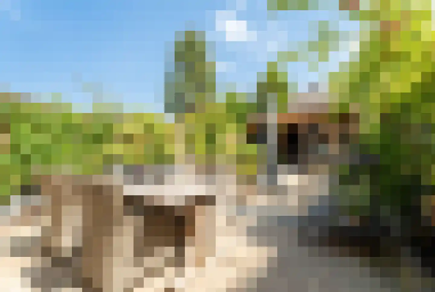 Druivengaard 9 Spijkenisse thumbnail 5
