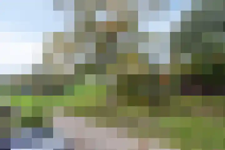 Druivengaarde 24 Houten thumbnail 28