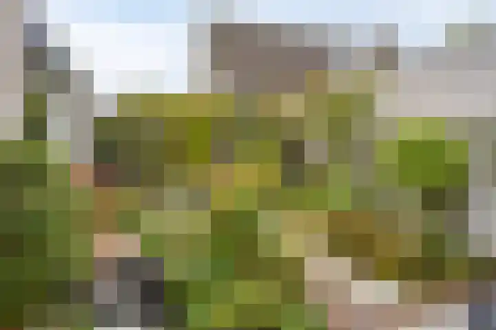 Druivengaarde 24 Houten thumbnail 30