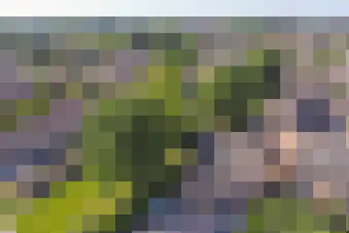 Druivengaarde 28 Dongen thumbnail 5