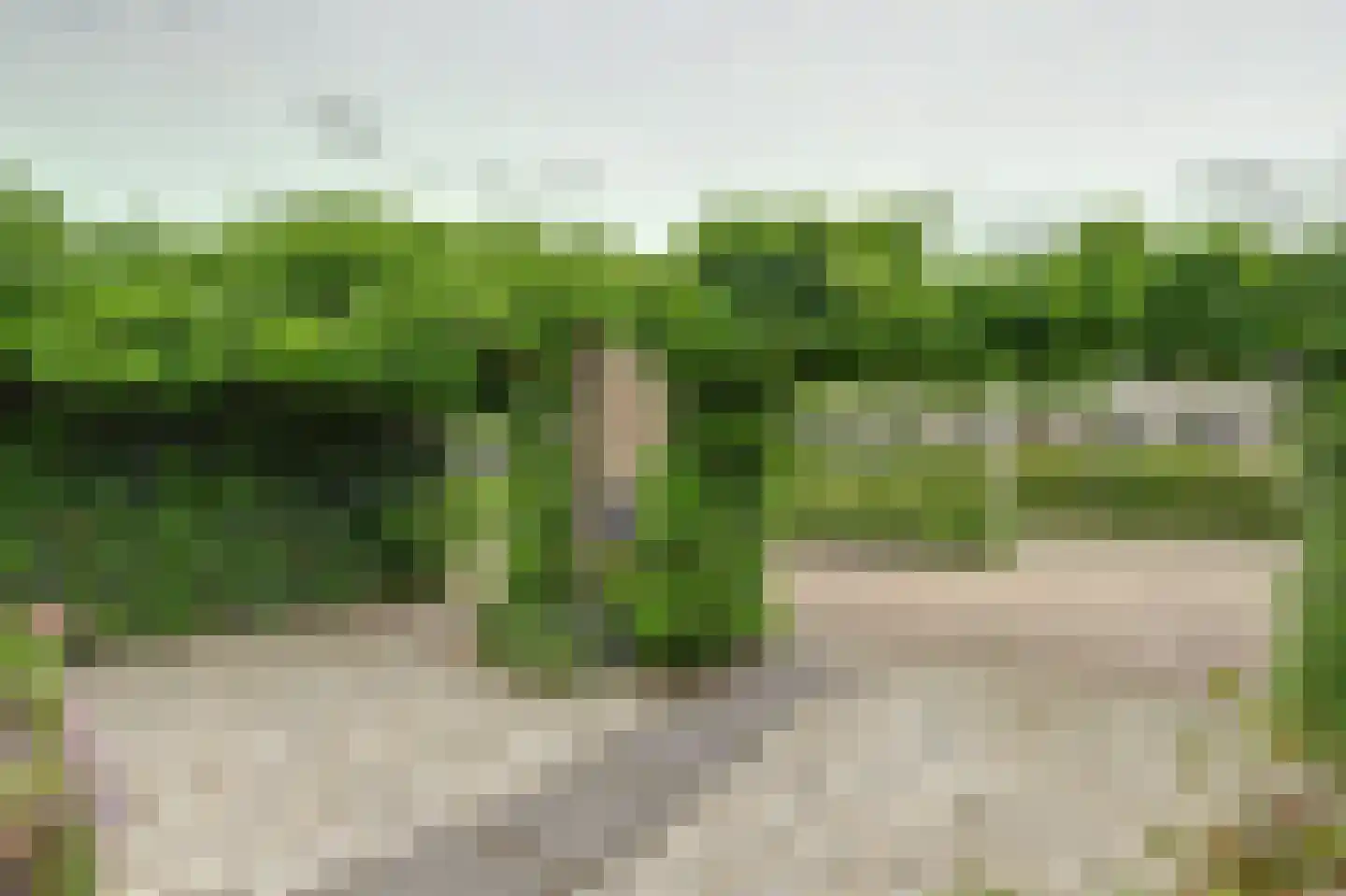 Druivengaarde 50 Hendrik-Ido-Ambacht thumbnail 52