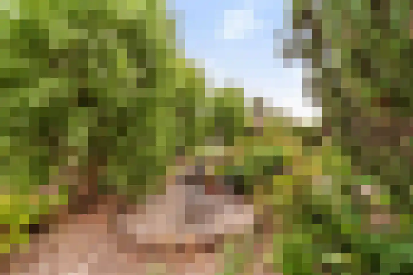 Druivenlaan 4 Den Haag thumbnail 12
