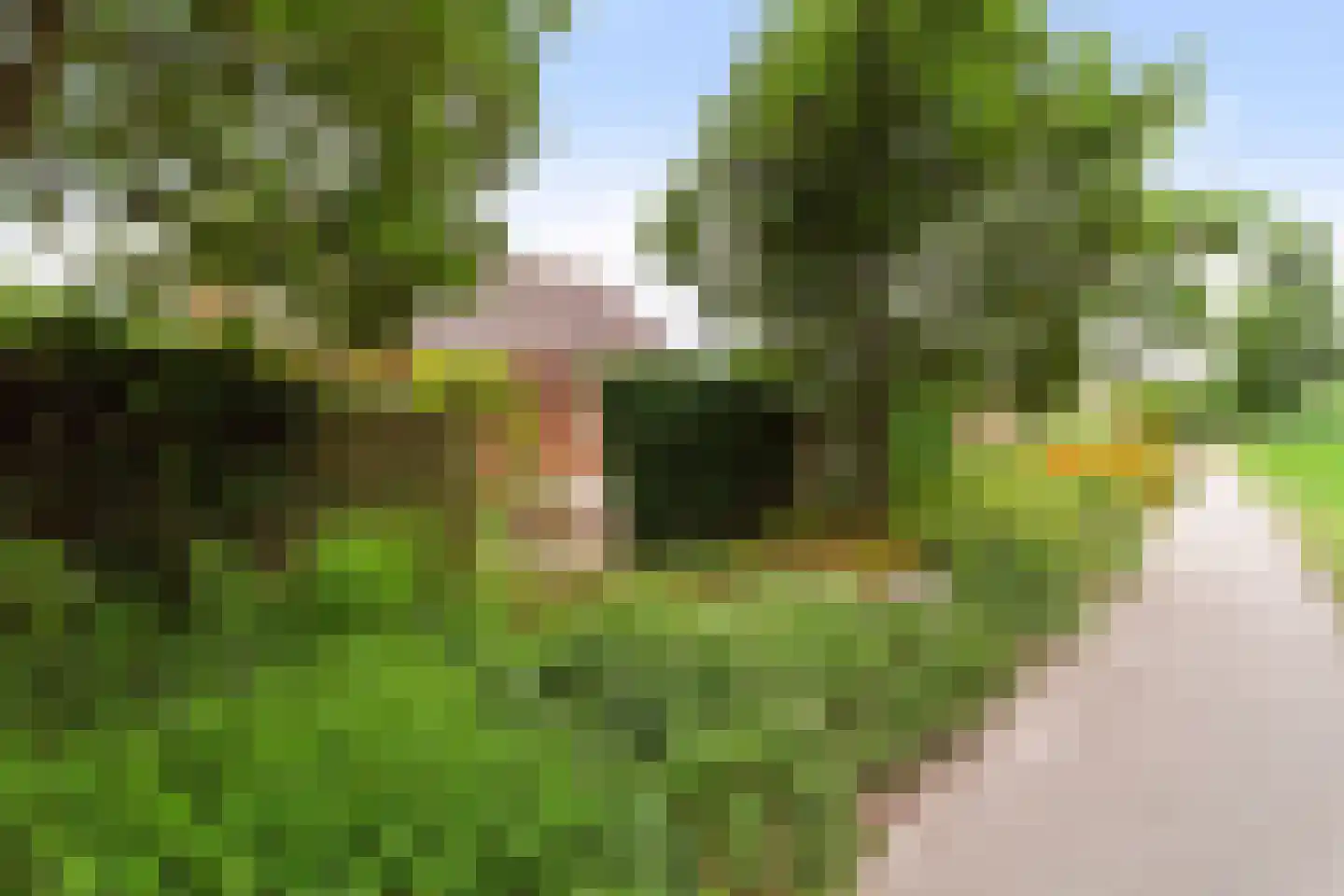 Druivenlaan 4 Den Haag thumbnail 50