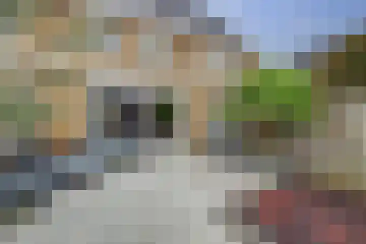 Druivenserre 6 De Lier thumbnail 5