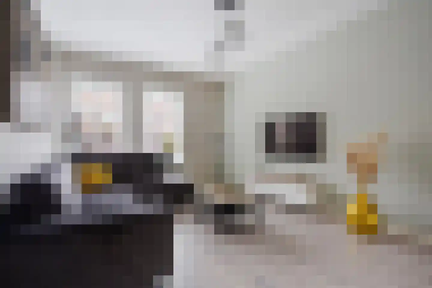 Druivenstraat 69 Den Haag thumbnail 6