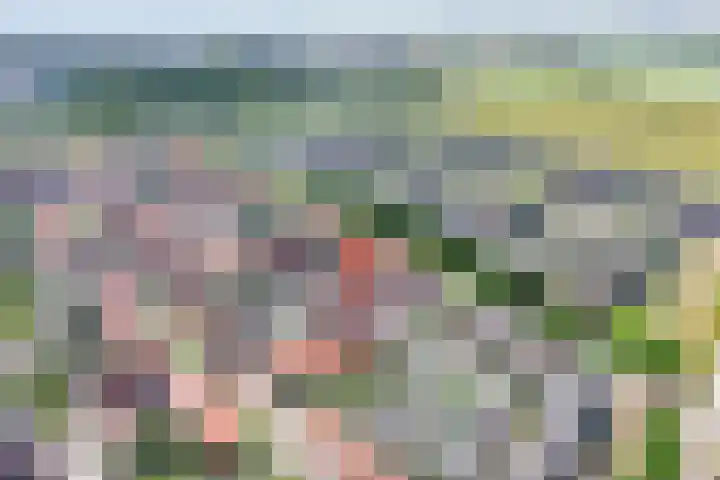 Drukpers 4 Meppel thumbnail 4