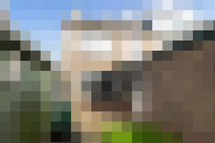 Ds. Germswei 43 Damwâld thumbnail 25