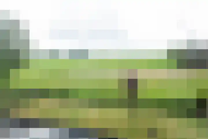 Ds. Pelstraat 9 Suwâld thumbnail 42