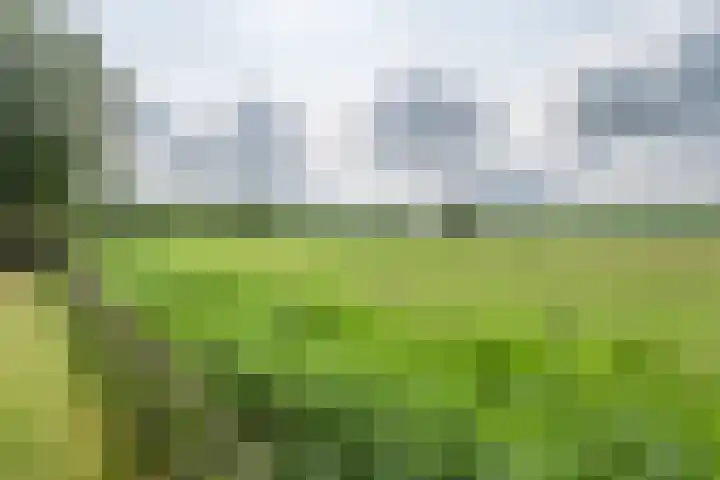 Ds. Pelstraat 9 Suwâld thumbnail 55