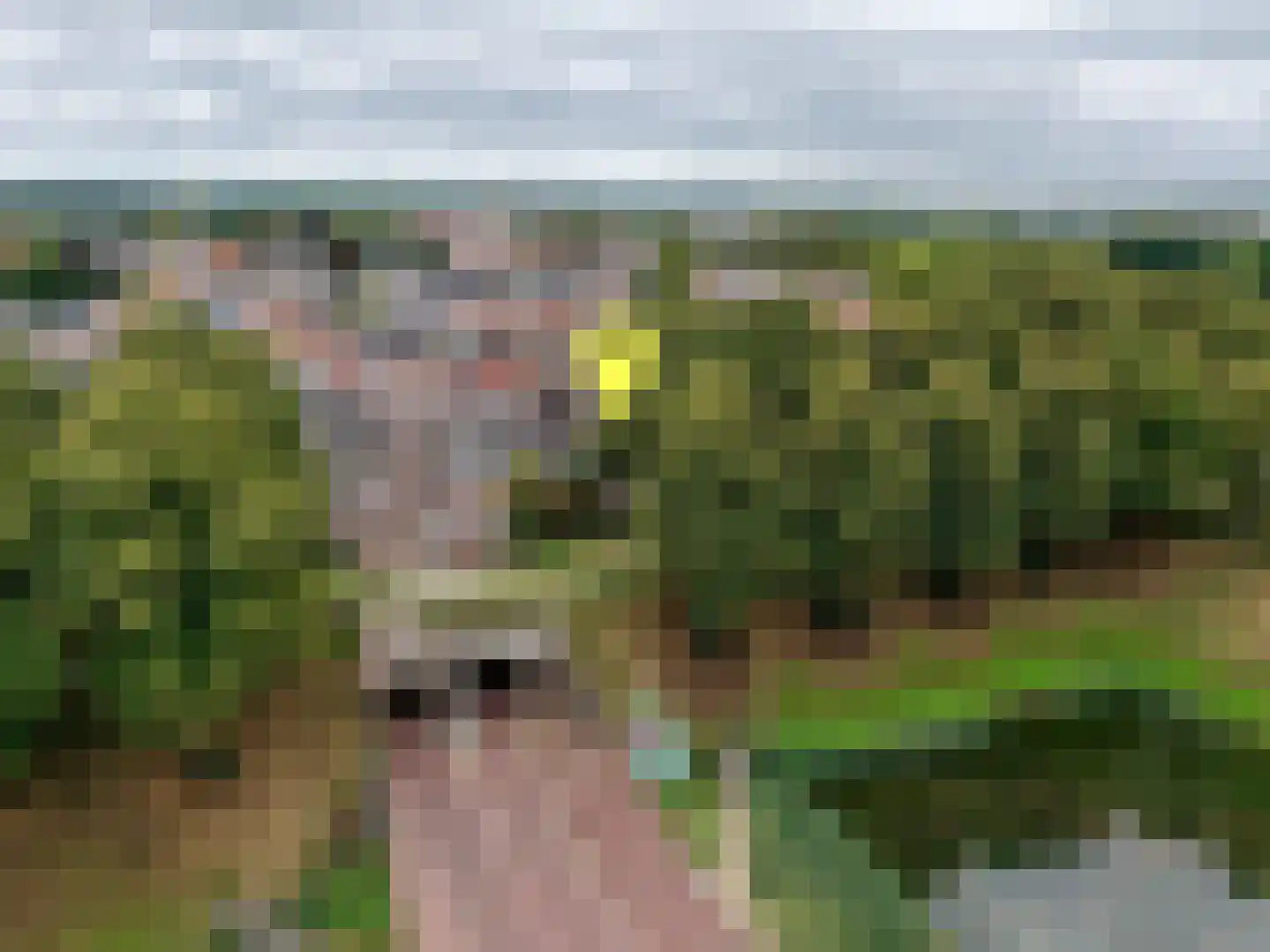 Dubbele Poort 21 Hulst thumbnail 36