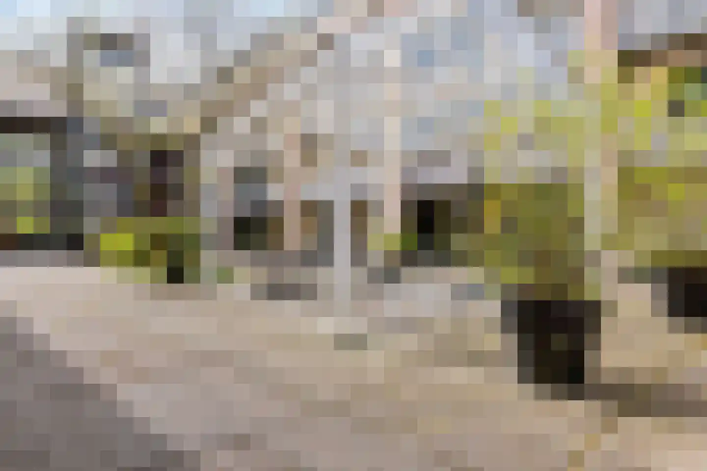 Dubčeksingel 148 Ede thumbnail 24