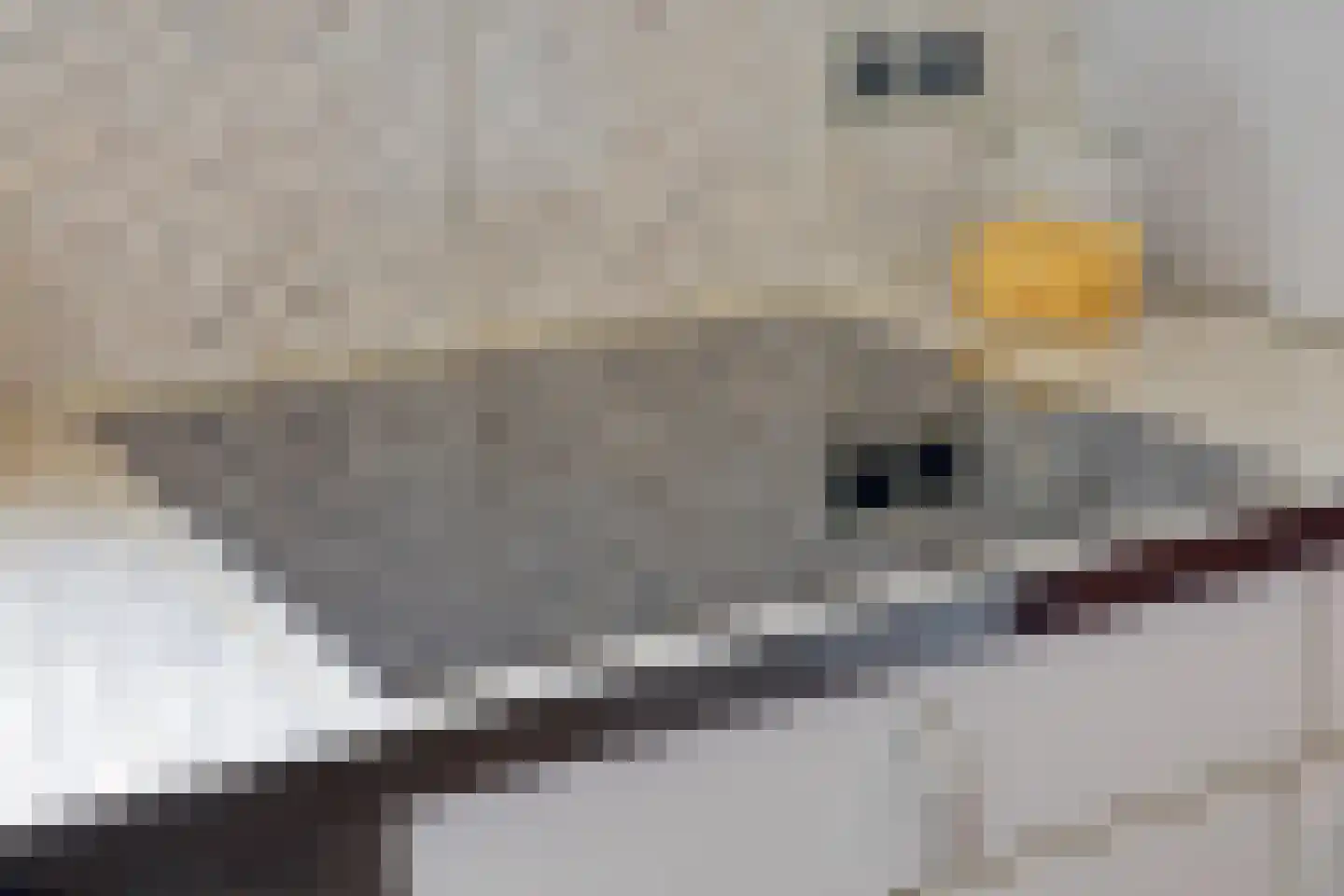 Duifhuis 11 Berlicum thumbnail 14