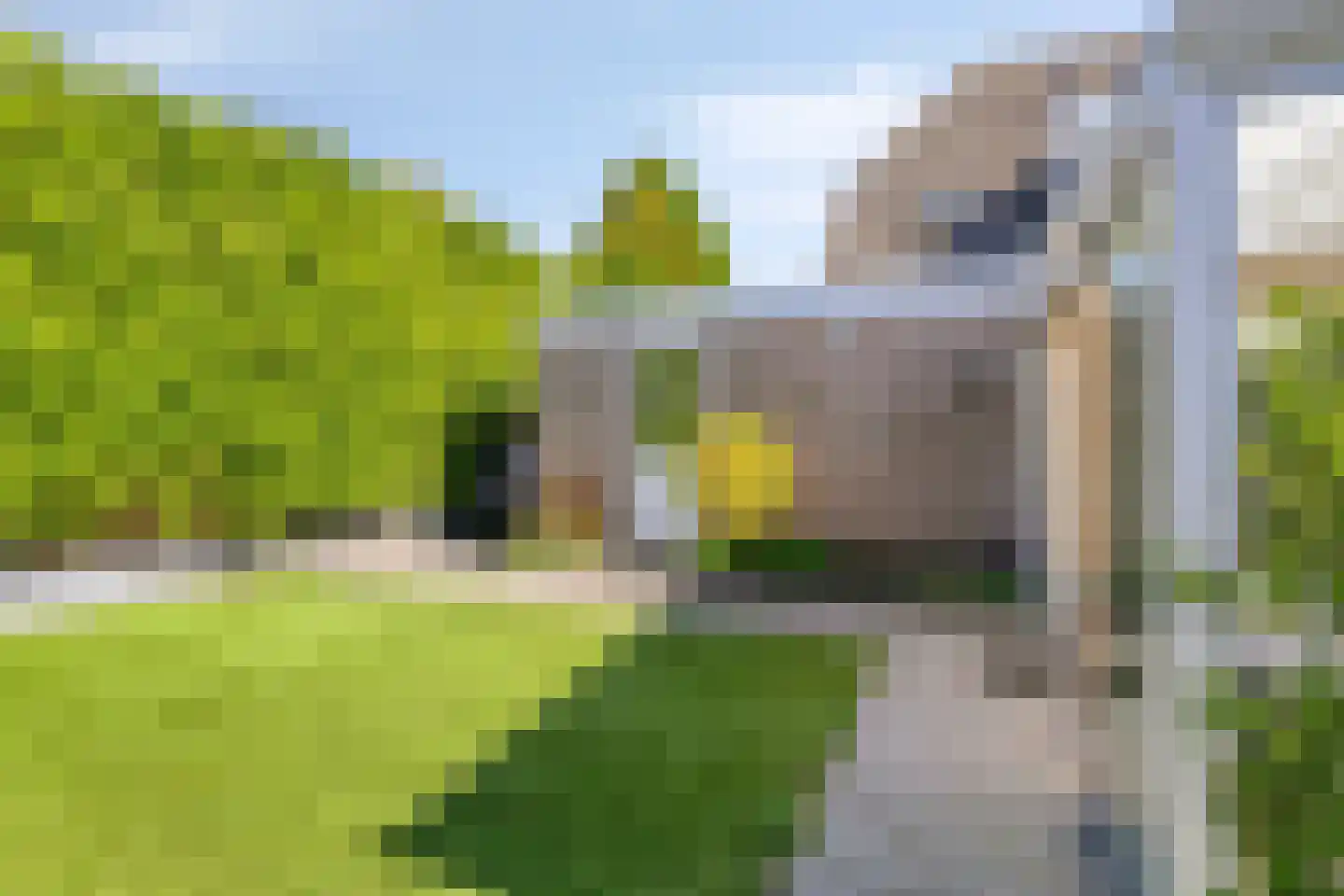 Duifkruid 10 Swifterbant thumbnail 46