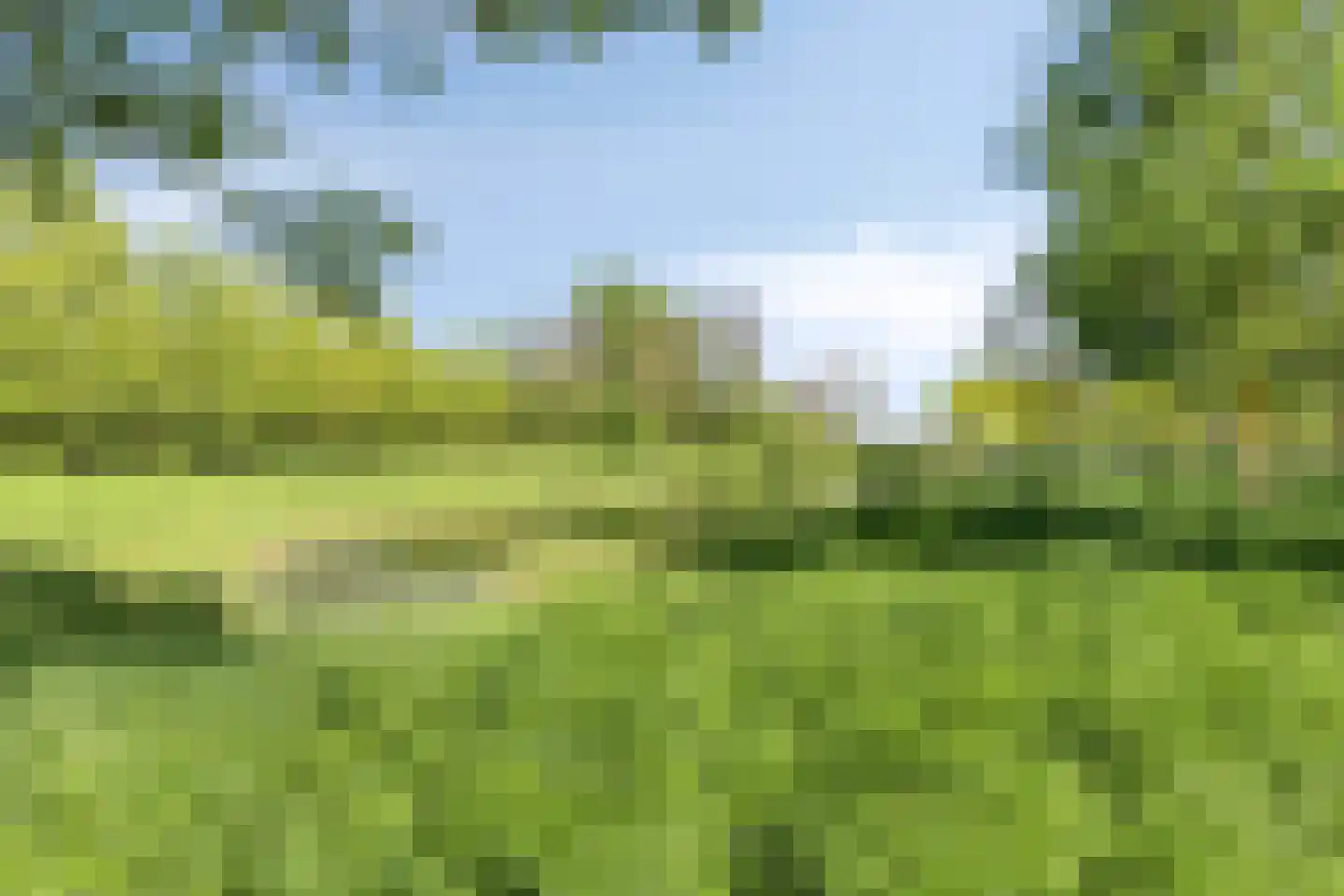 Duifkruid 10 Swifterbant thumbnail 54