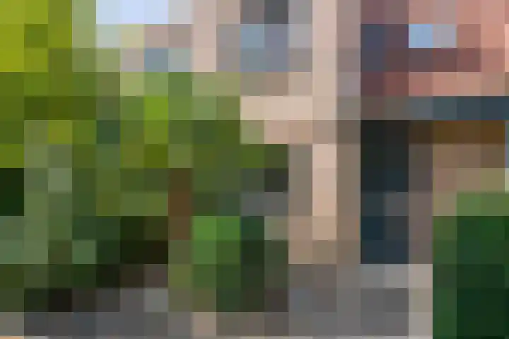 Duifkruid 109 Tiel thumbnail 4