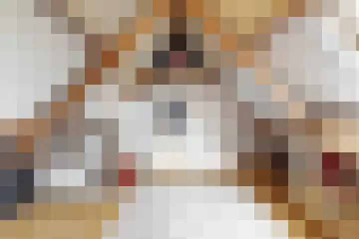 Duifkruid 119 Tiel thumbnail 22