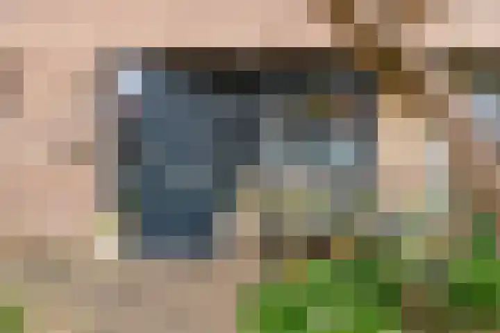 Duifkruid 119 Tiel thumbnail 4