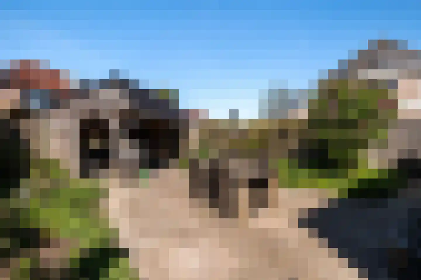 Duifkruid 18 Swifterbant thumbnail 28