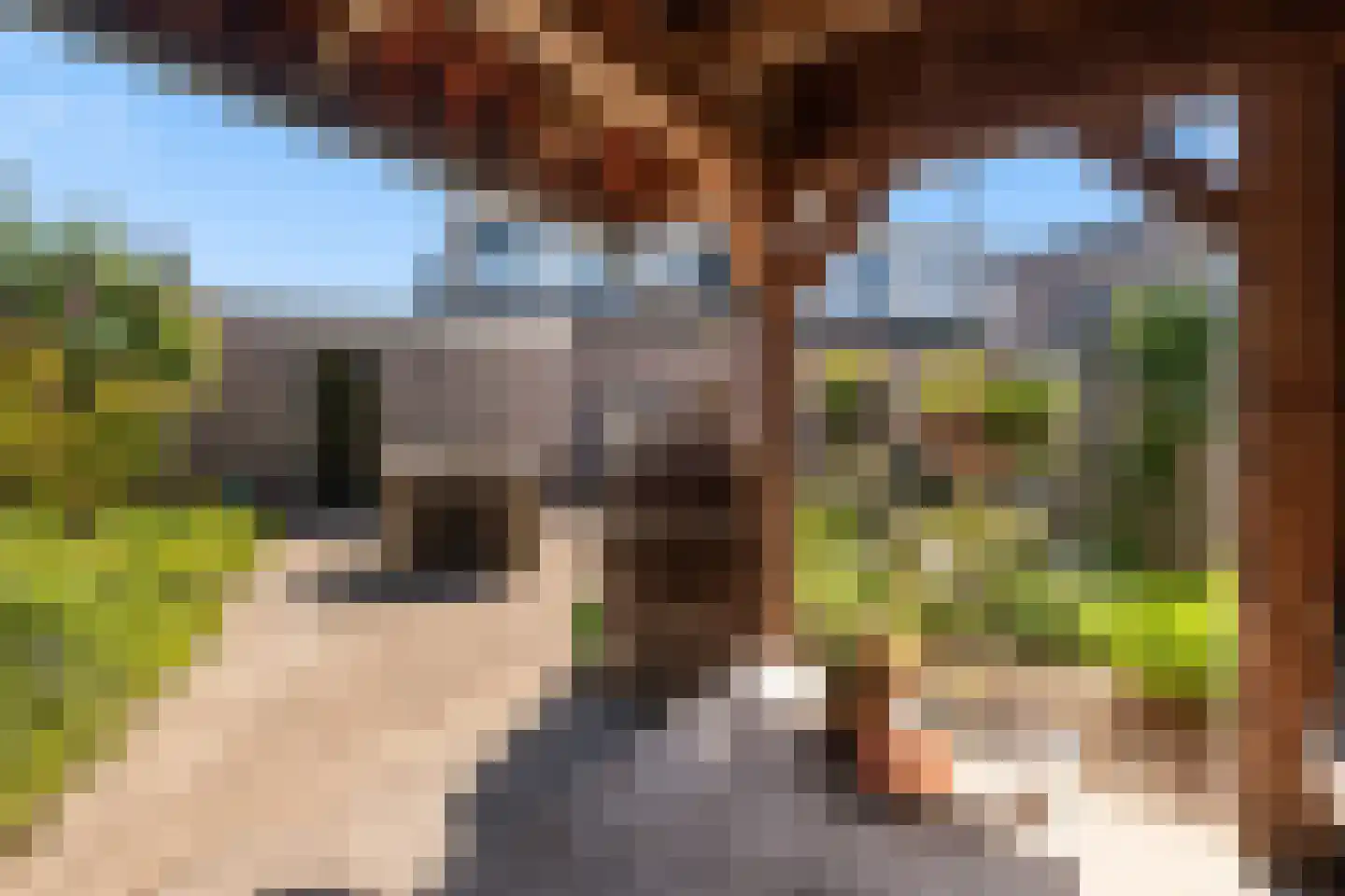 Duifkruid 18 Swifterbant thumbnail 29