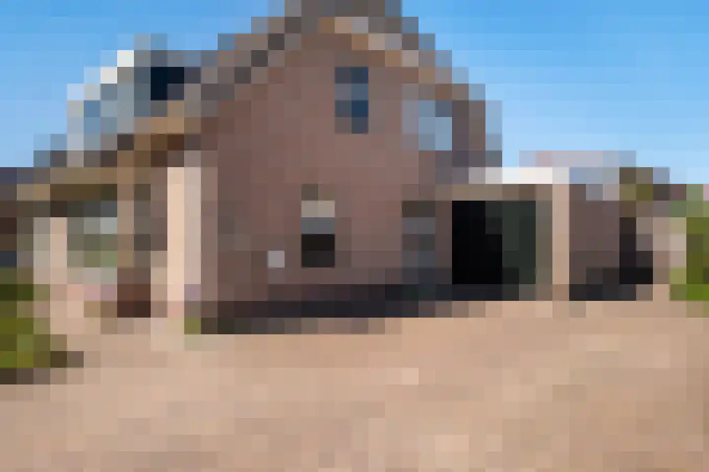 Duifkruid 18 Swifterbant thumbnail 32