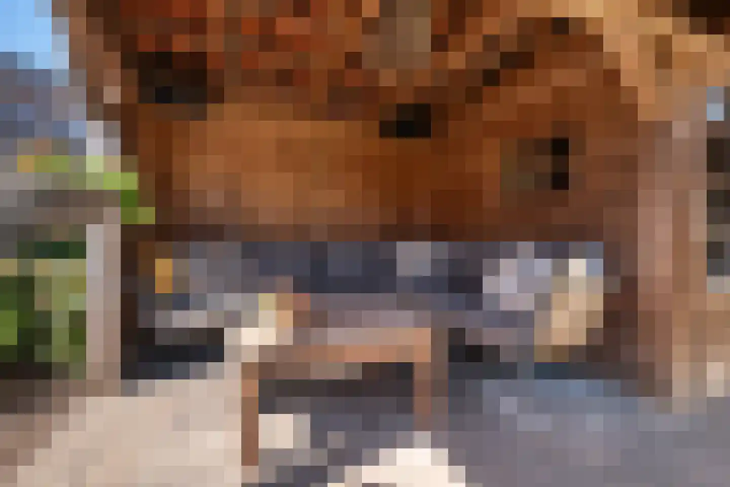 Duifkruid 18 Swifterbant thumbnail 5