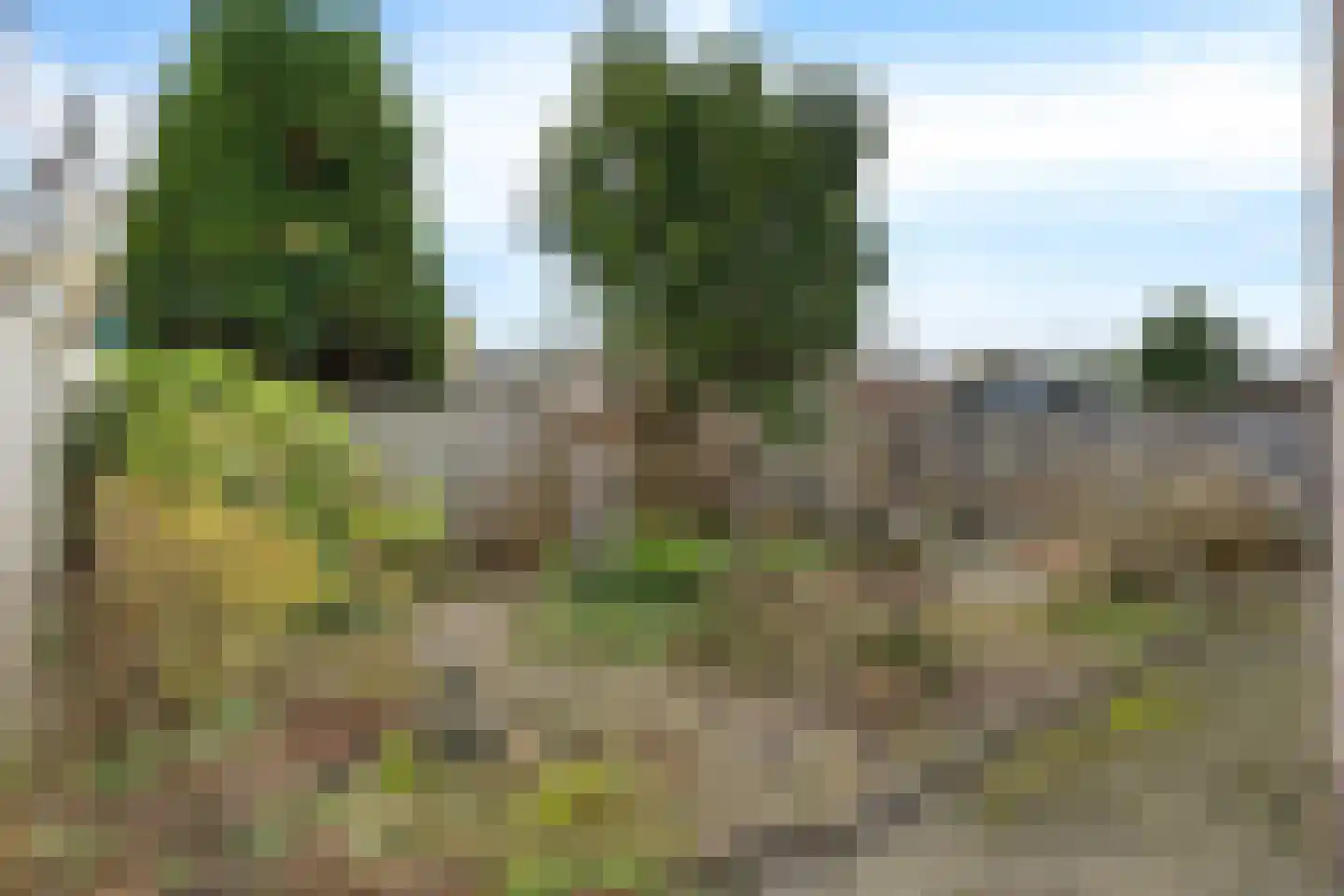 Duifkruid 23 Swifterbant thumbnail 33