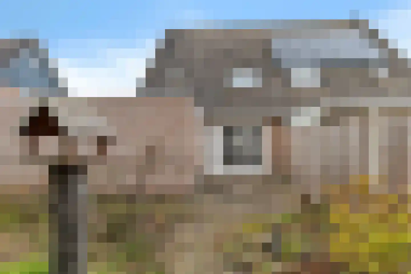 Duifkruid 23 Swifterbant thumbnail 34
